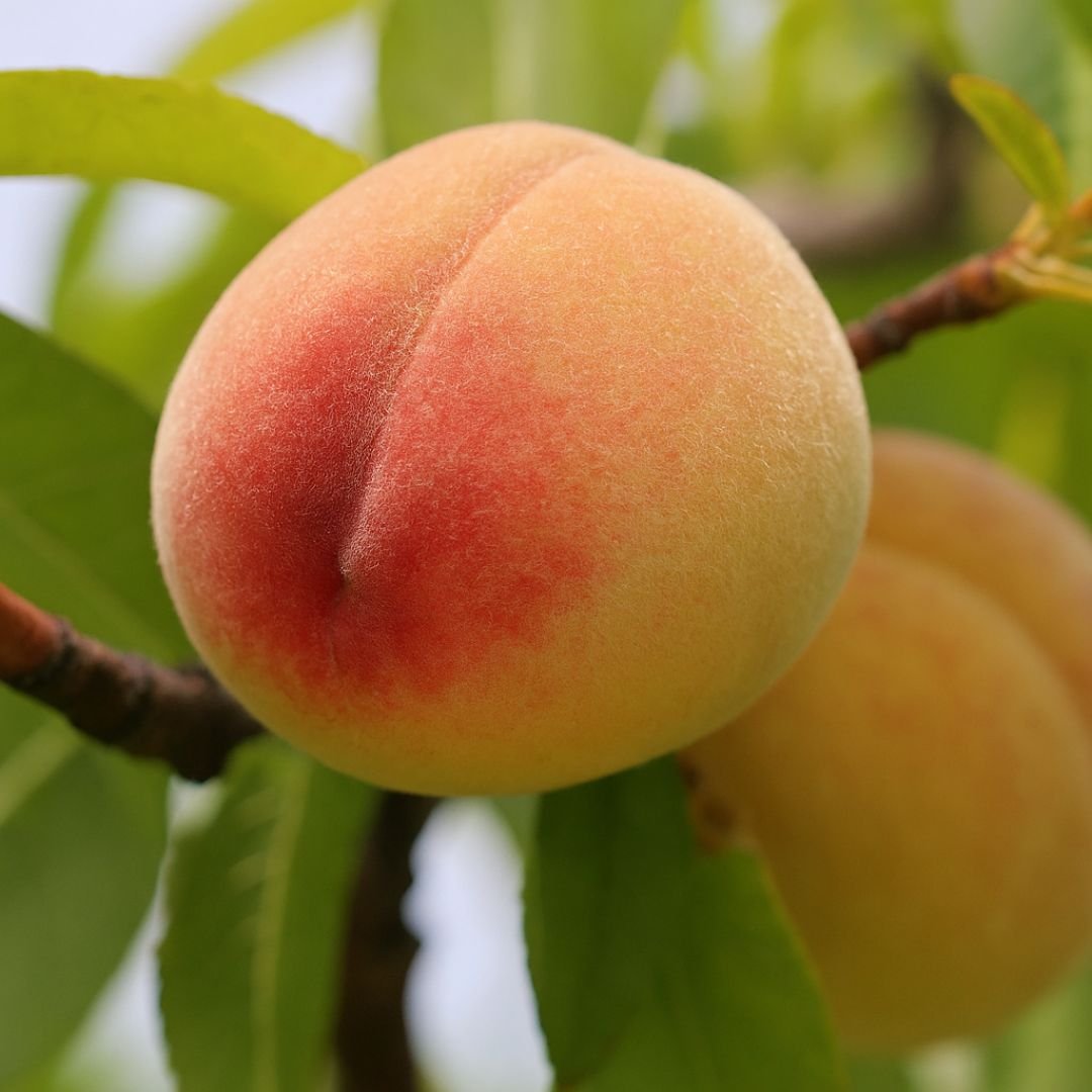 p&eacute; de p&ecirc;ssego aurora com frutos grandes e amarelos