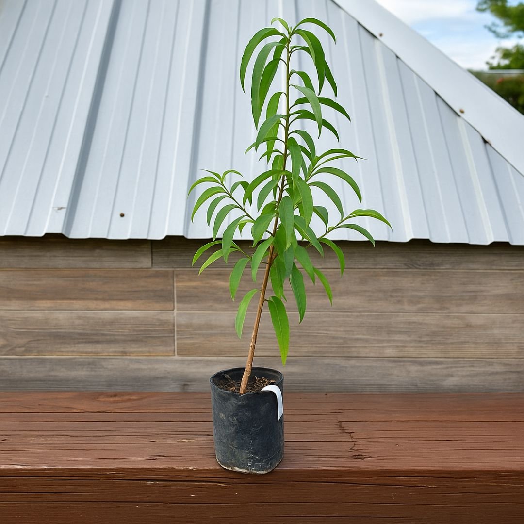 p&ecirc;ssego aurora ideal para vaso ou quintal