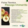 Muda de Pêssego Chimarrita Enxertada Muda de Pêssego Chimarrita Enxertada