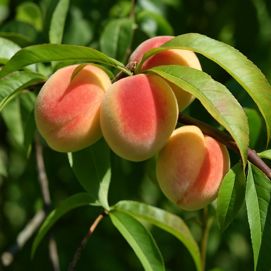 p&eacute; de p&ecirc;ssego ouro mel com frutos grandes