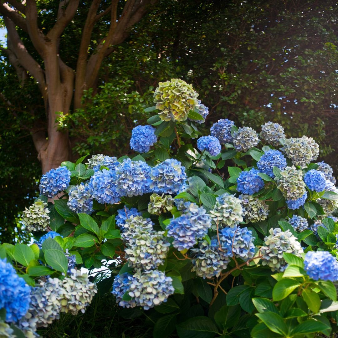 Muda de Hortênsia (Hydrangea macrophylla) Flores Grandes