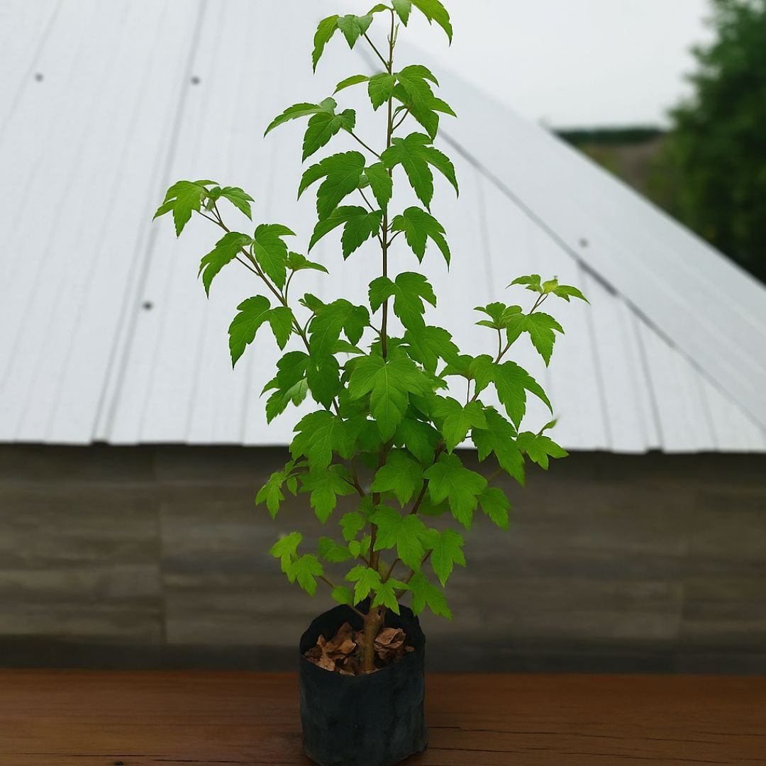 Pé de Liquidambar
