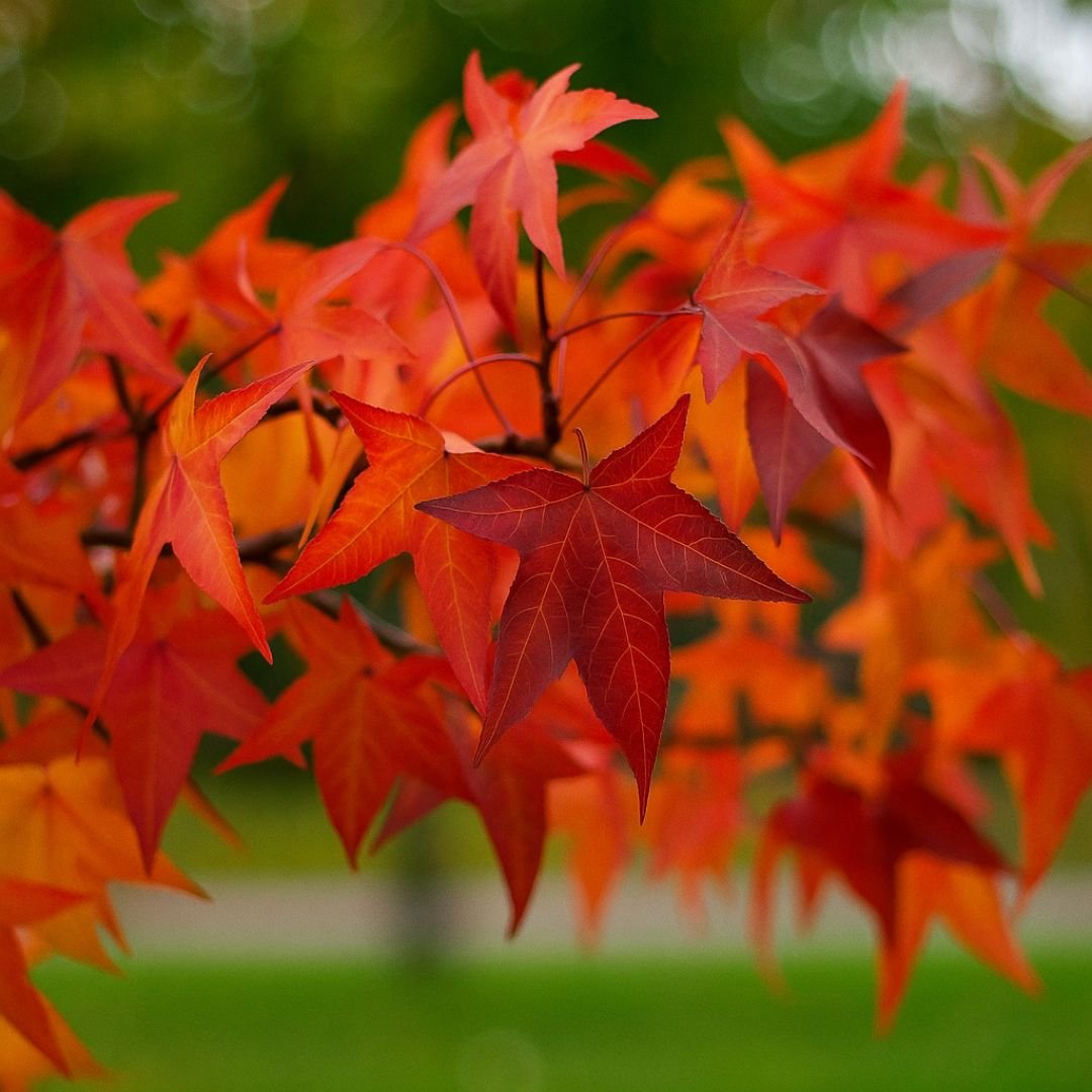 Muda de Liquidambar 2