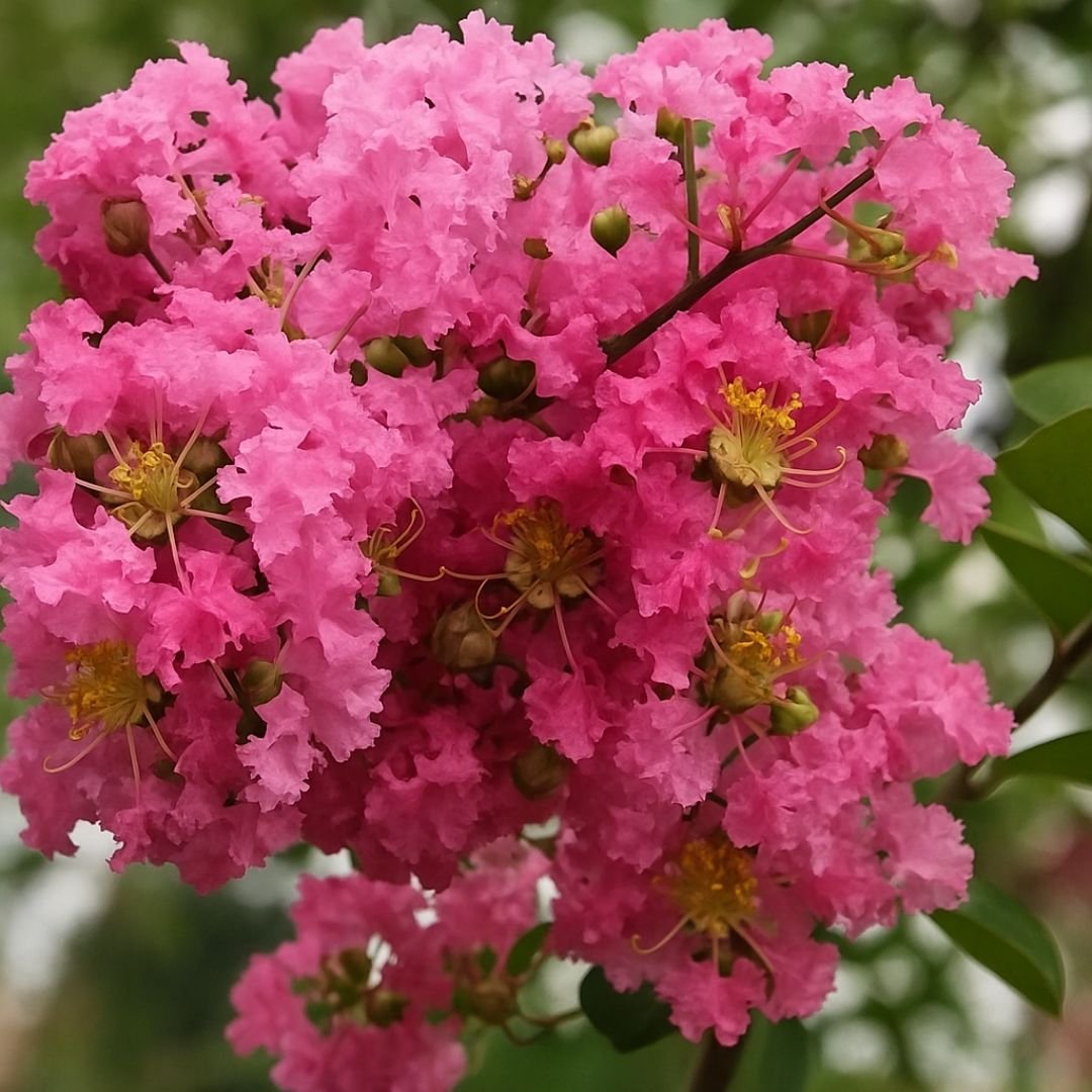 muda de extremosa para jardins tropicais
