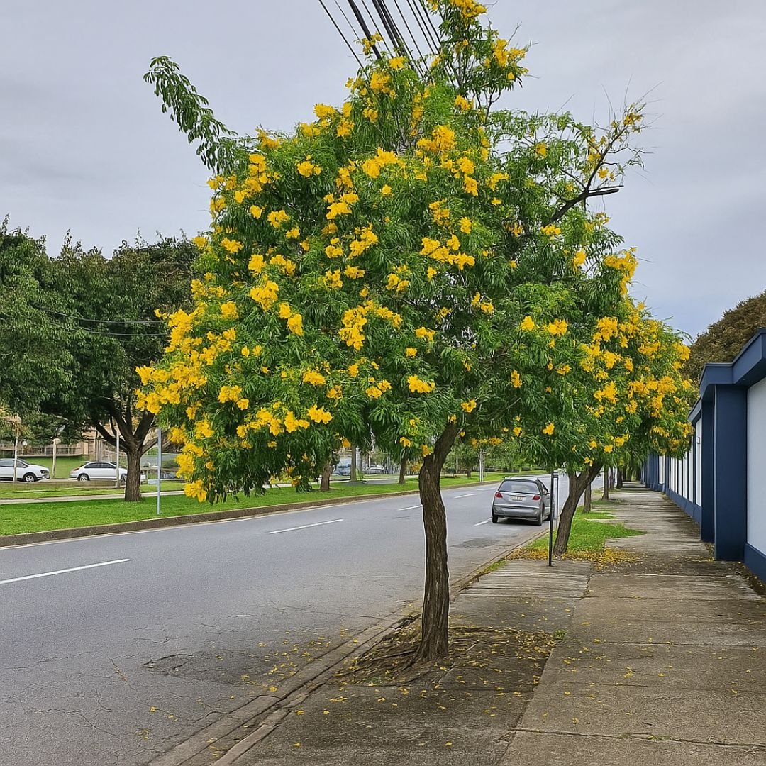 p&eacute; de tipuana proporcionando sombra em quintal