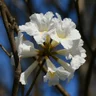 Flor de Ipê Branco