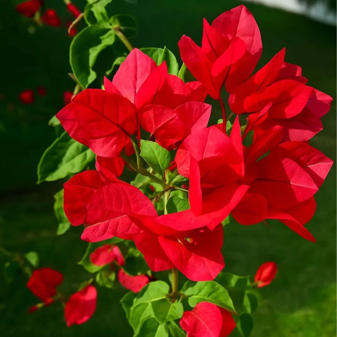 Muda de primavera trepadeira