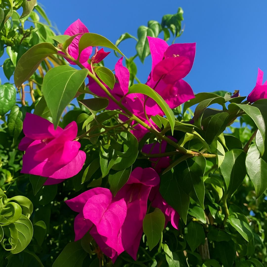 Primavera trepadeira