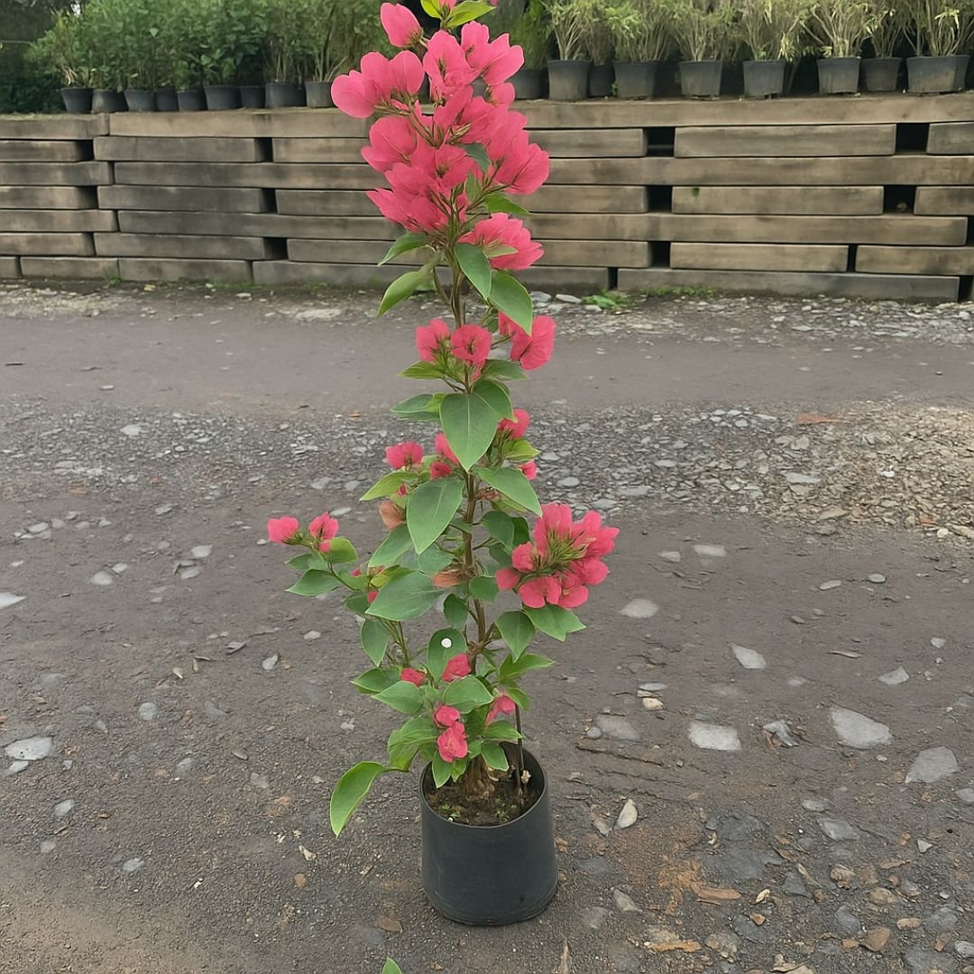Pé de primavera trepadeira