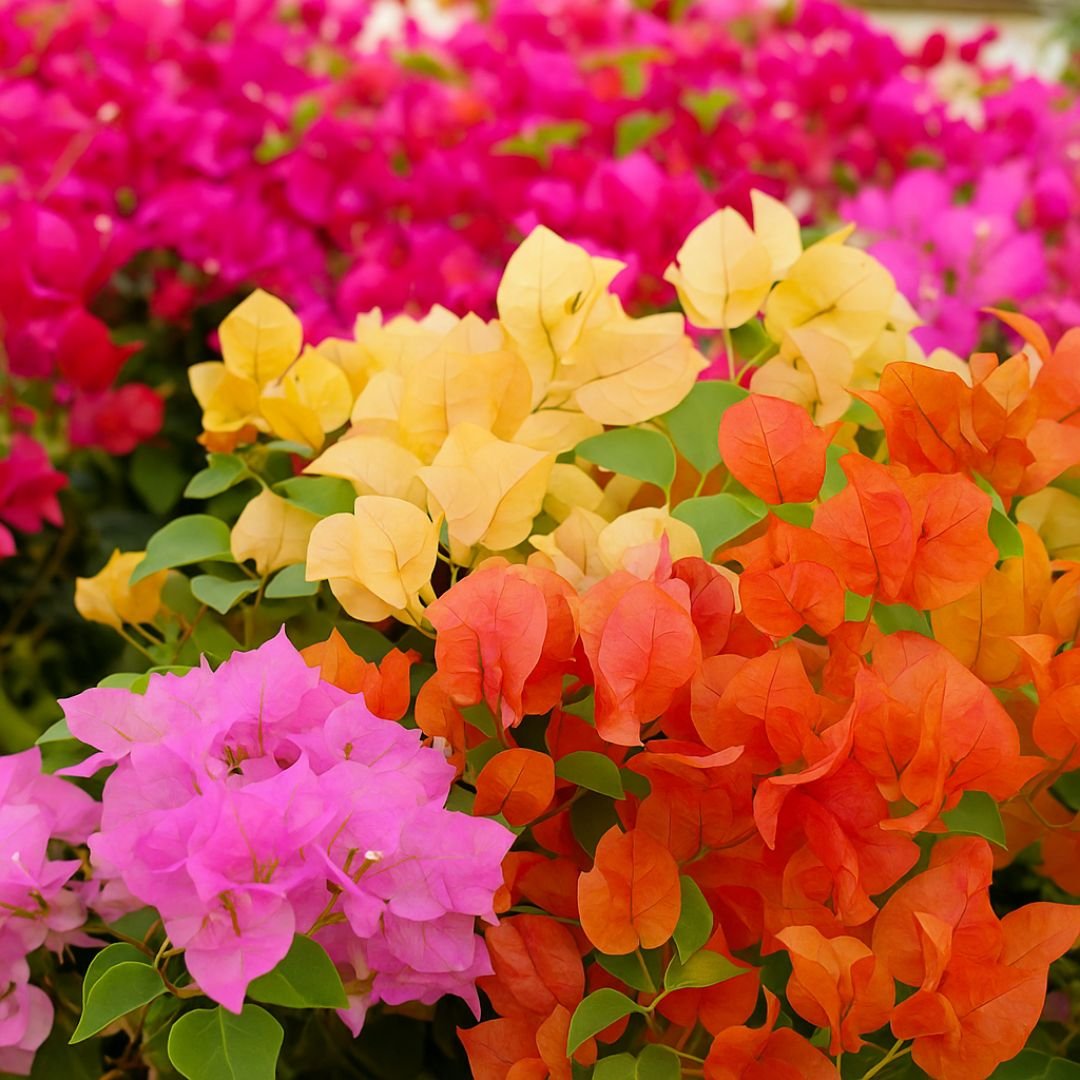 Cores de primavera trepadeira