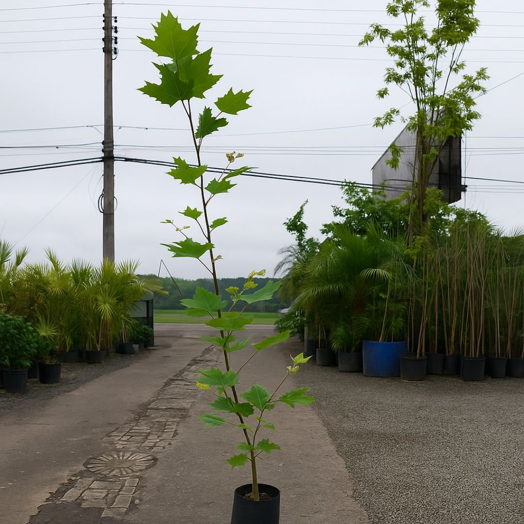 Plátano ideal para quintal ou sítio planta de plátano ideal para quintal ou sítio