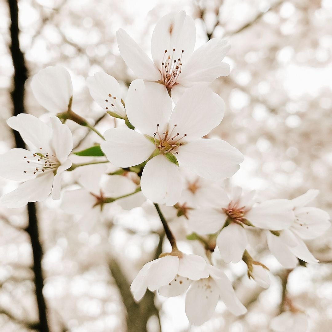 p&eacute; de cerejeira com flores brancas para paisagismo