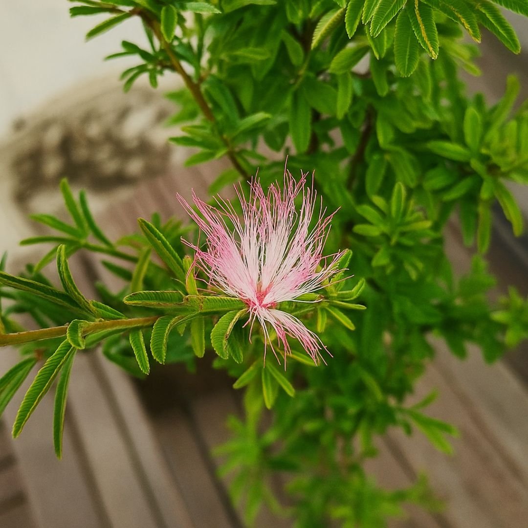p&eacute; de caliandra com flores vermelhas intensas