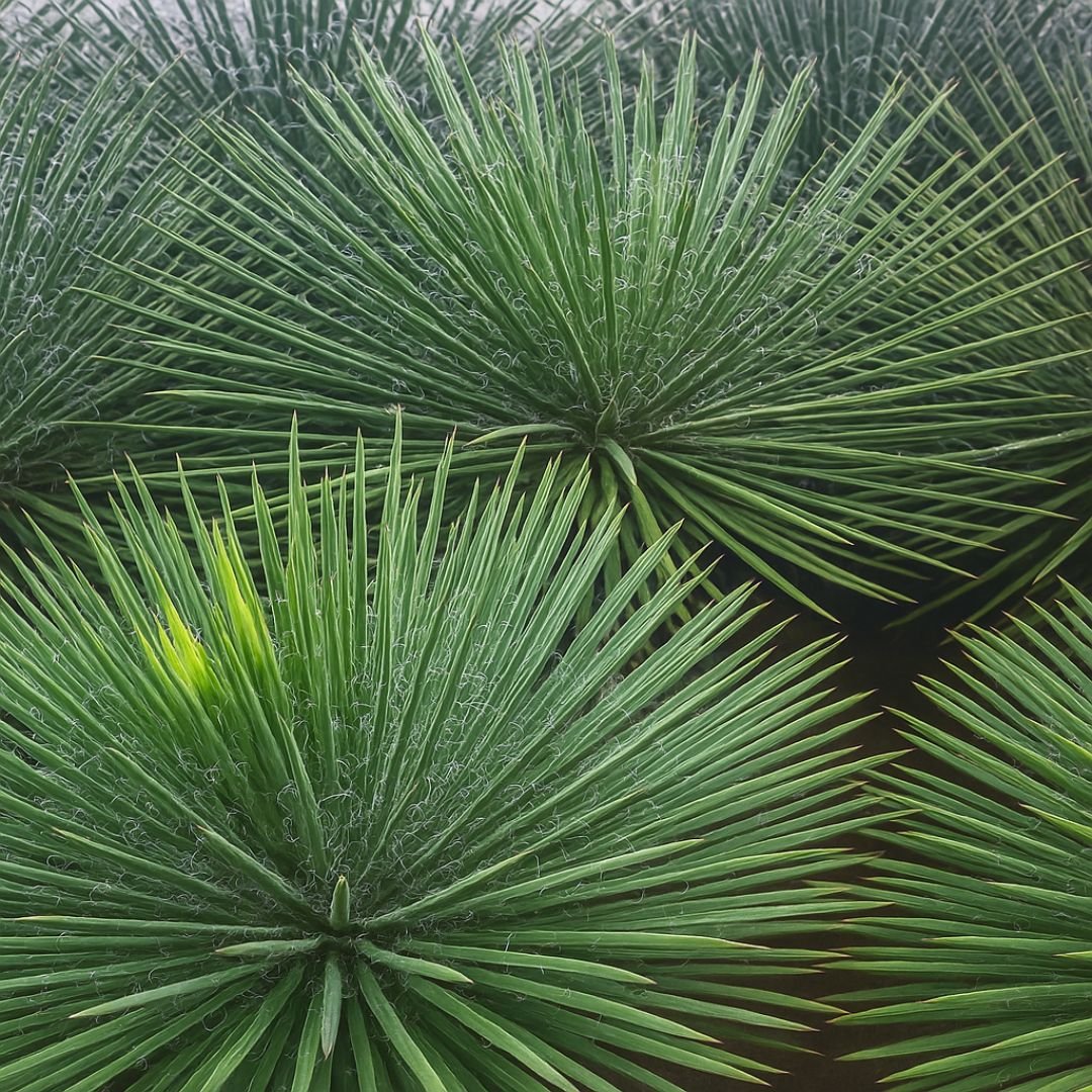 agave palito ideal para vaso, quintal e sítio