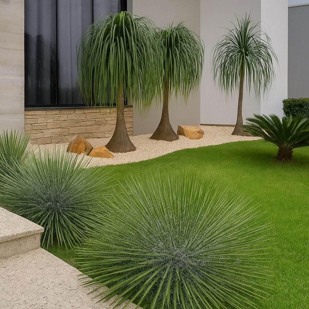 p&eacute; de agave palito r&uacute;stico em quintal com pedras