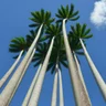 Pé de Palmeira Imperial