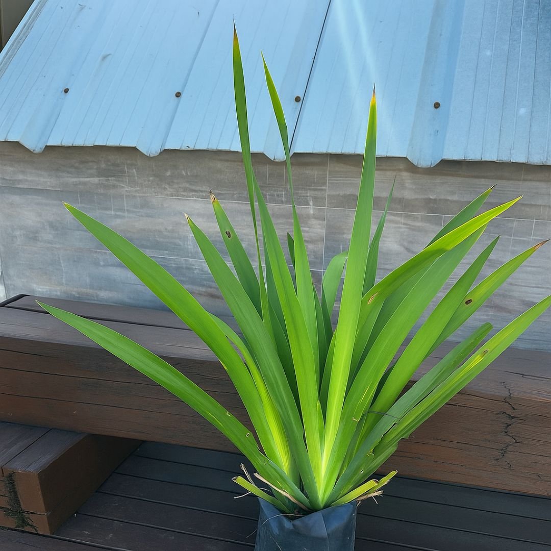 Cultivo de íris no jardim íris ideal para vaso, quintal ou sítio