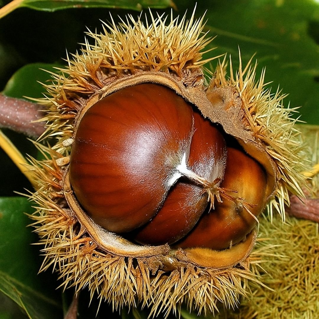 castanha portuguesa ideal para quintal e s&iacute;tio