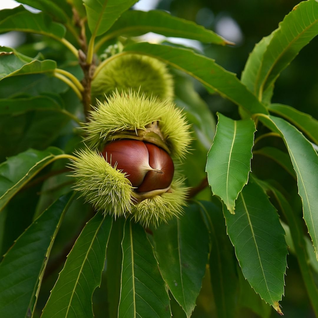 Muda de Castanha Portuguesa