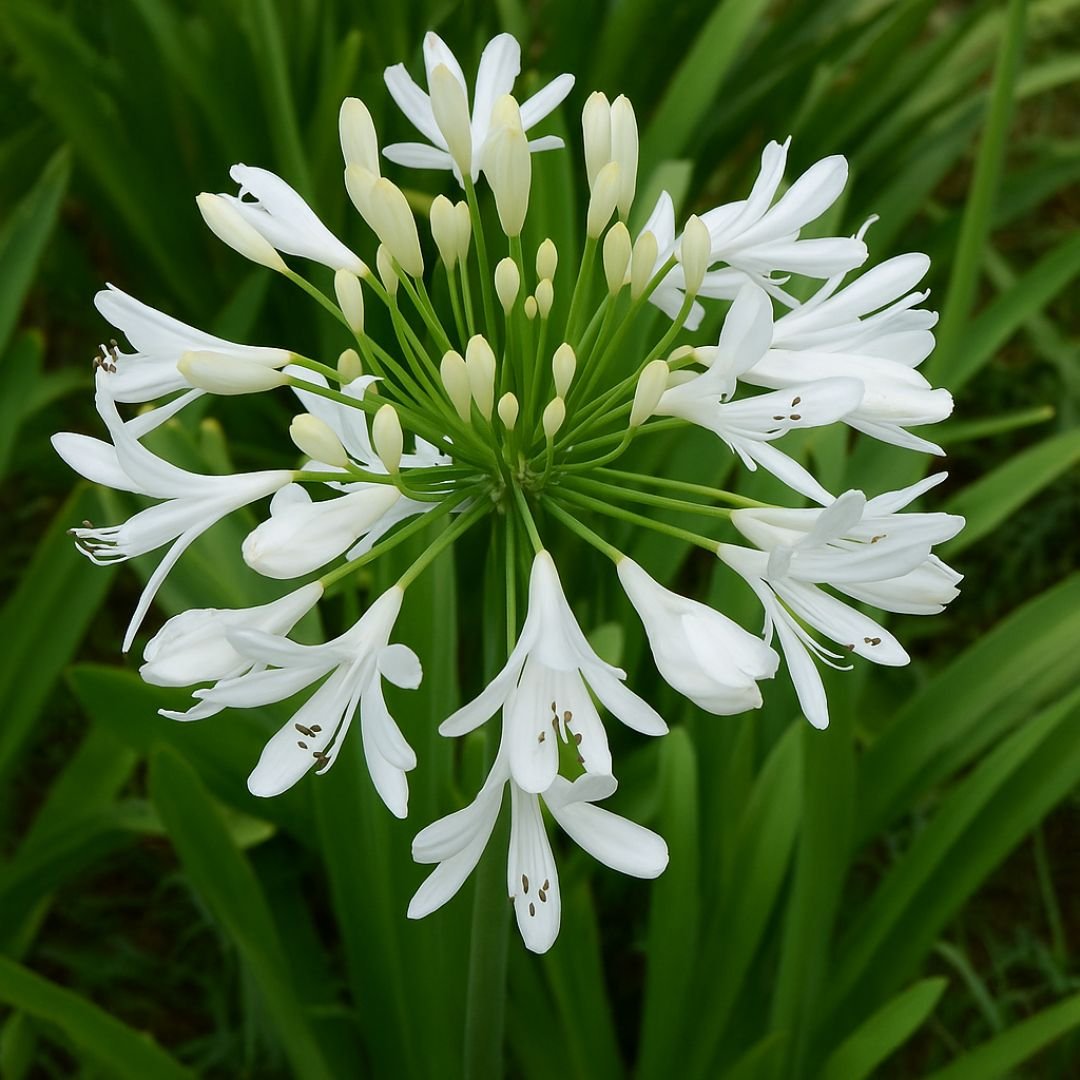 muda de agapanto branco com flores puras
