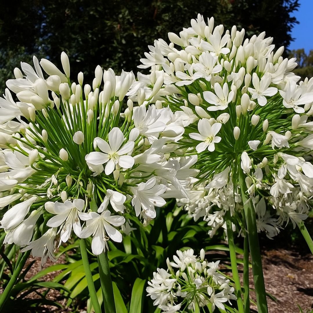 Agapanto branco em jardim de quintal pé de agapanto branco formando maciços elegantes