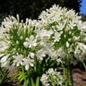 Flor de Agapanto Branco