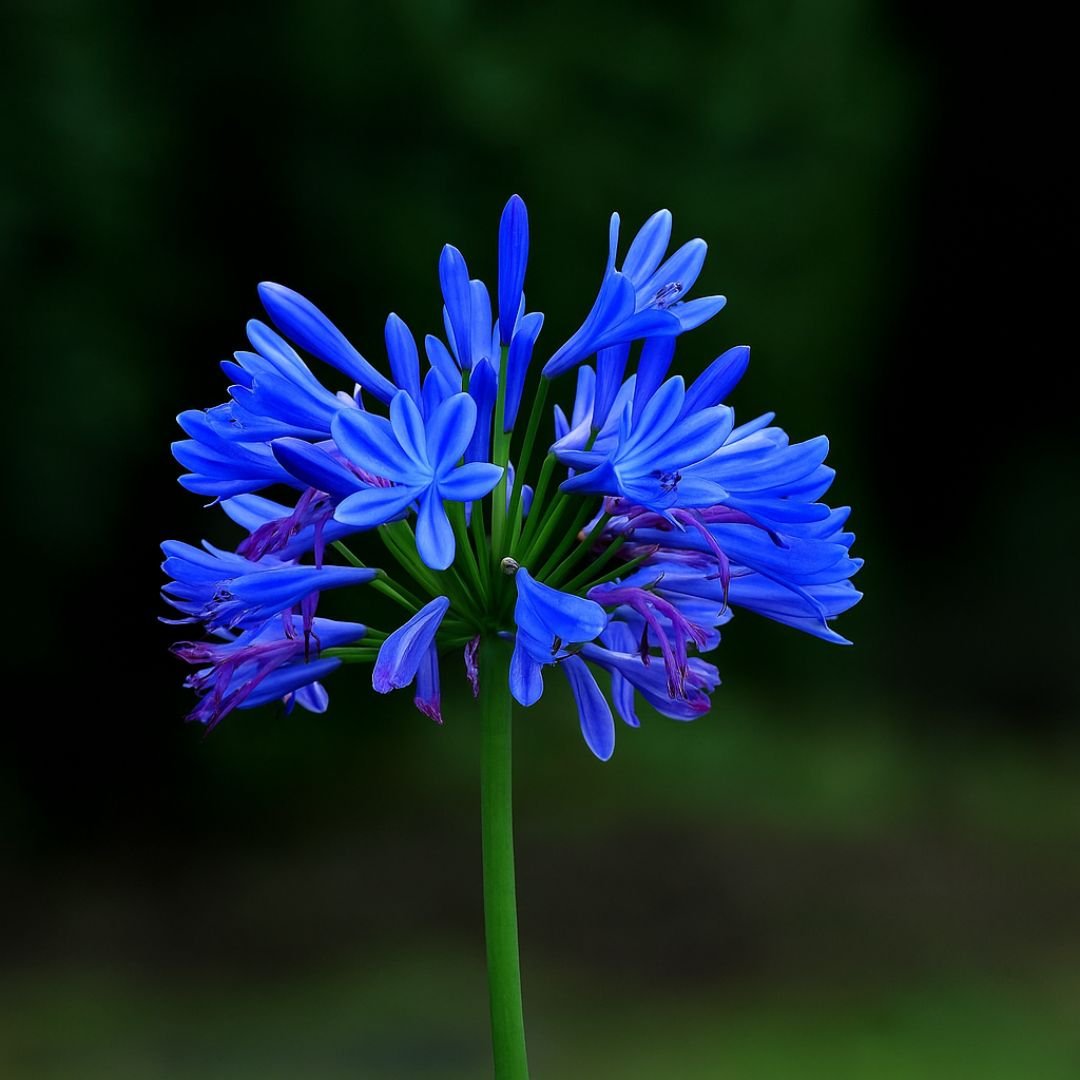 muda de agapanto lilás com florada charmosa