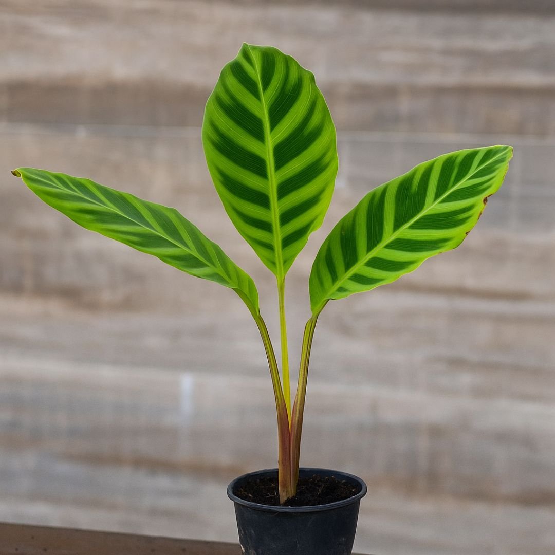 muda de maranta zebrina com folhas rajadas