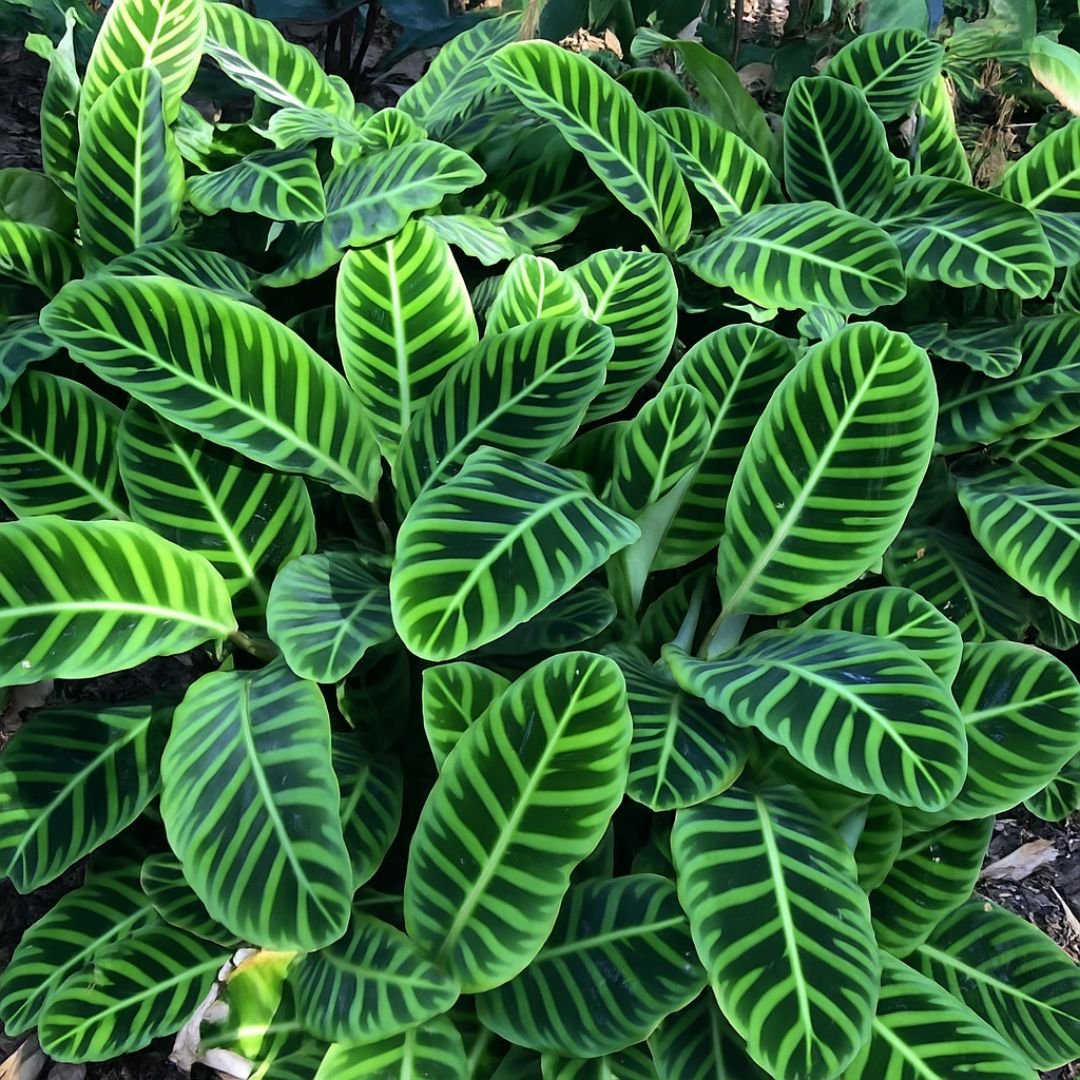 pé de maranta zebrina em vaso decorando ambiente interno