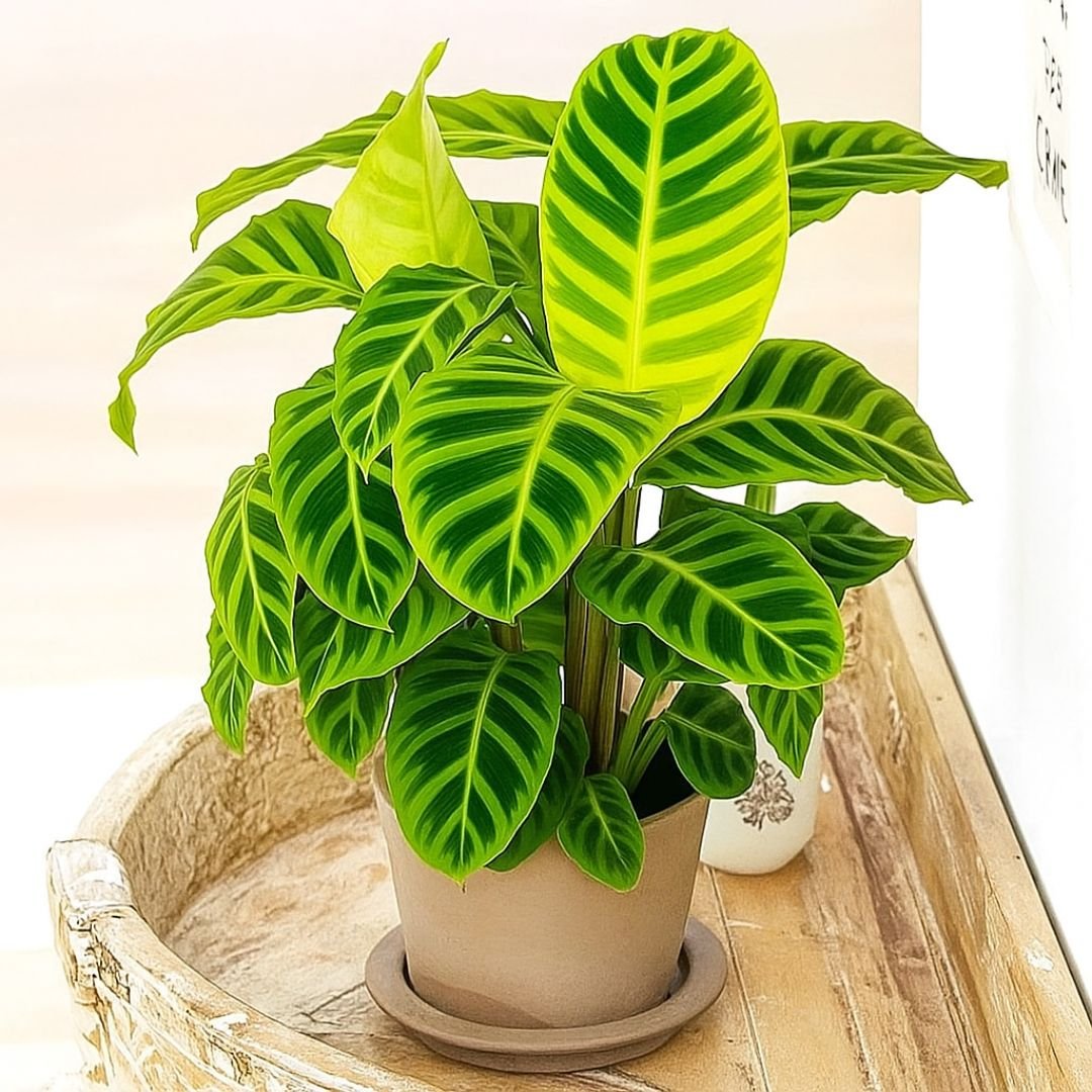maranta zebrina ideal para vasos e jardins sombreados