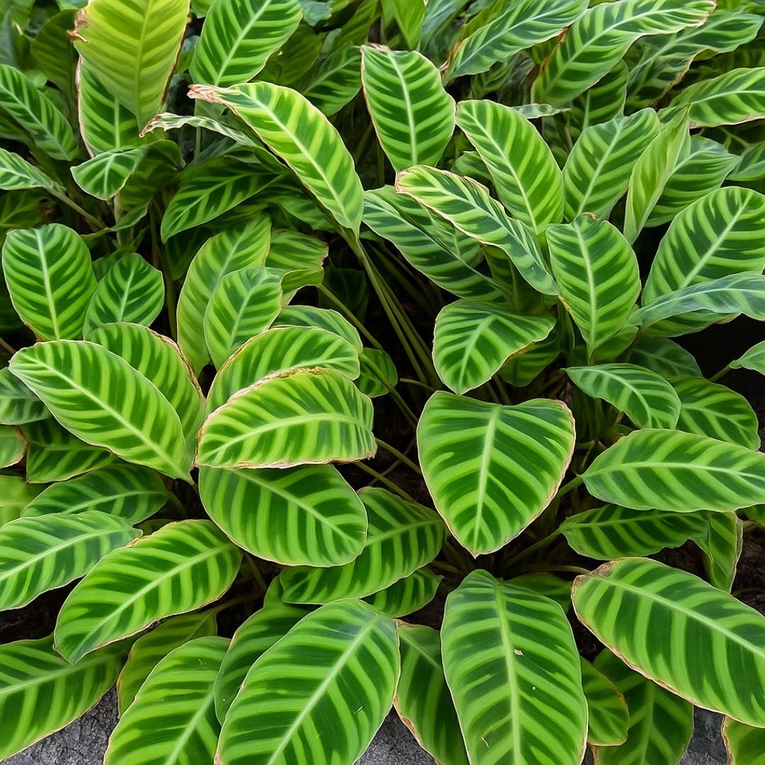 Muda de Maranta Zebrina