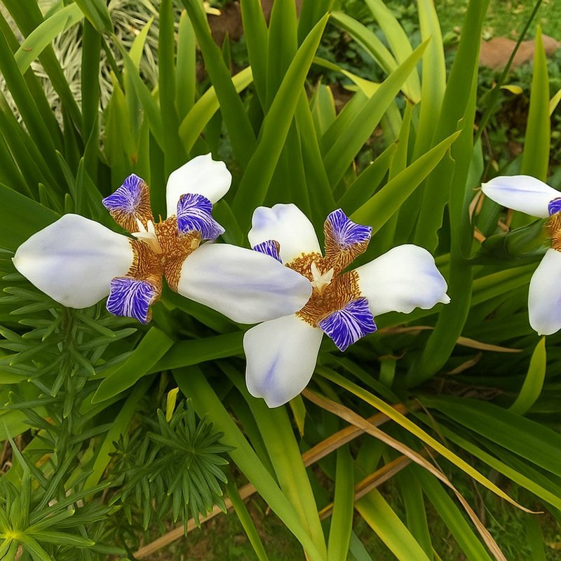 Íris da Praia Íris da Praia