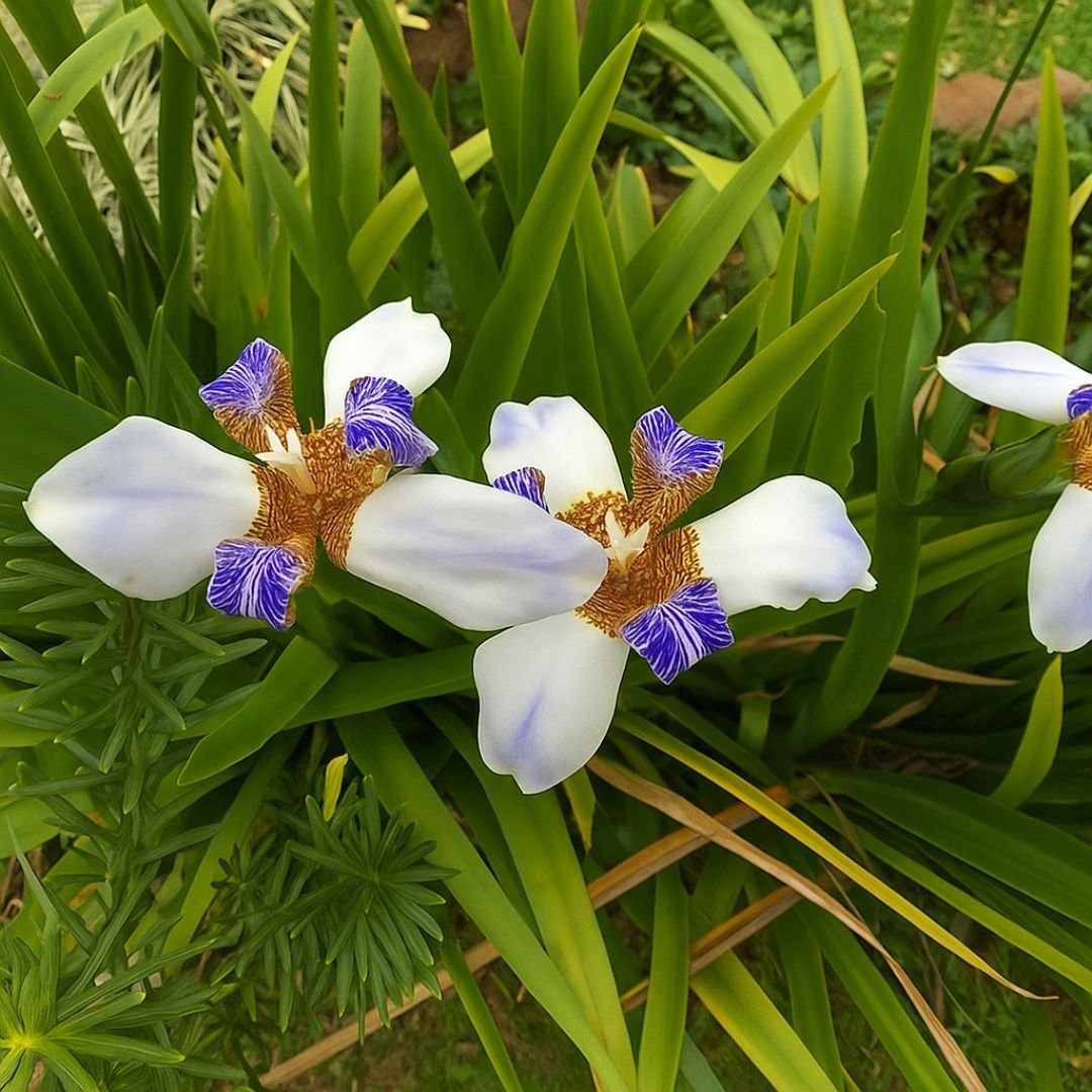 Muda de íris com floração exótica muda de íris que floresce com facilidade