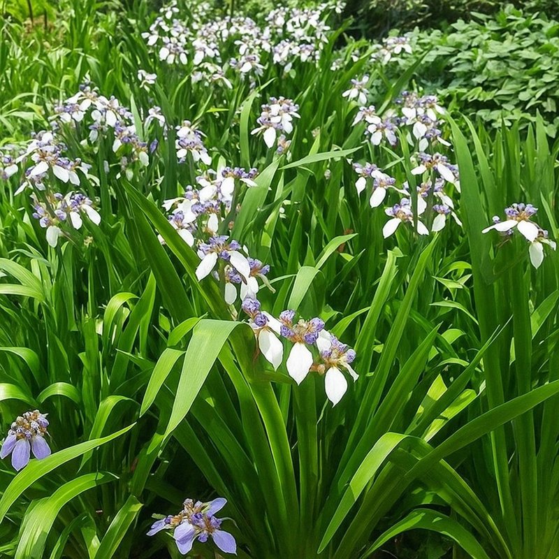 Pé de Íris da Praia Pé de Íris da Praia