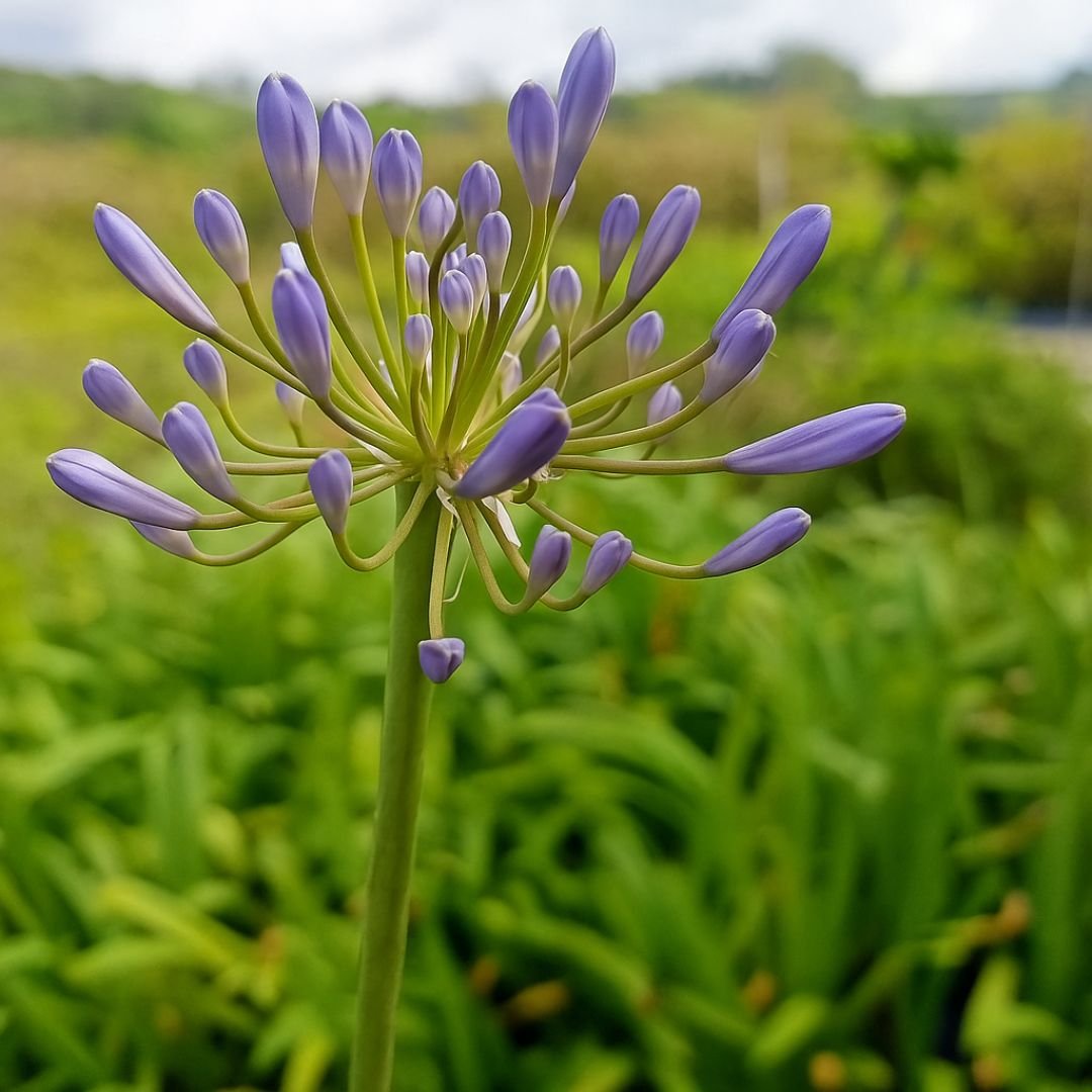 muda de agapanto com flor azul vibrante