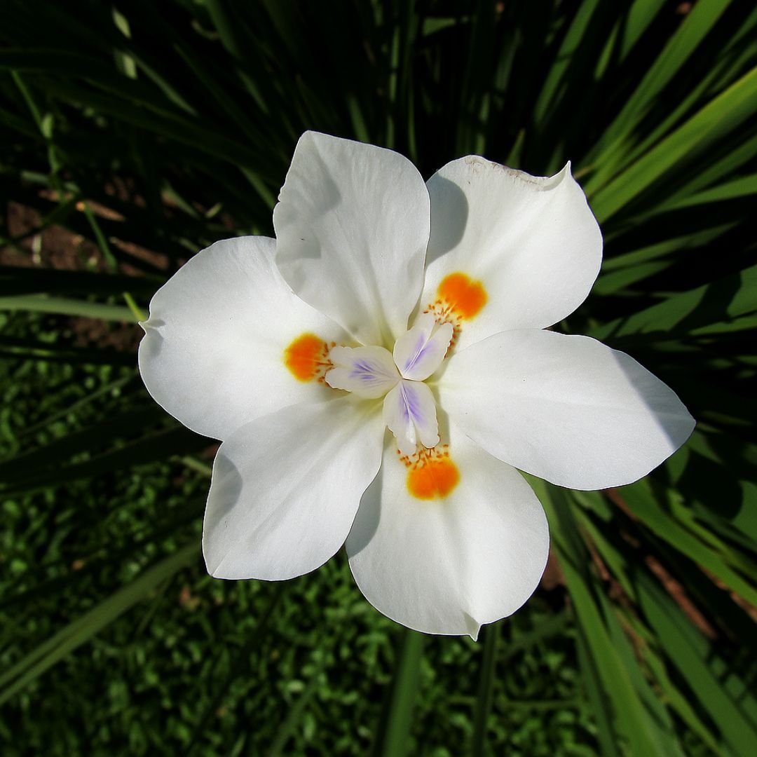 Muda de Moreia (Dietes iridioides) Resistente, Pronta para Plantio