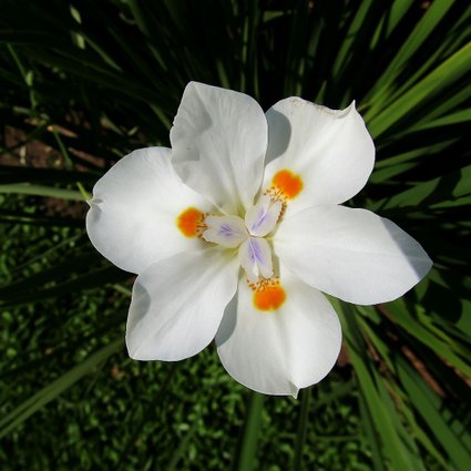 Flor de Moréia