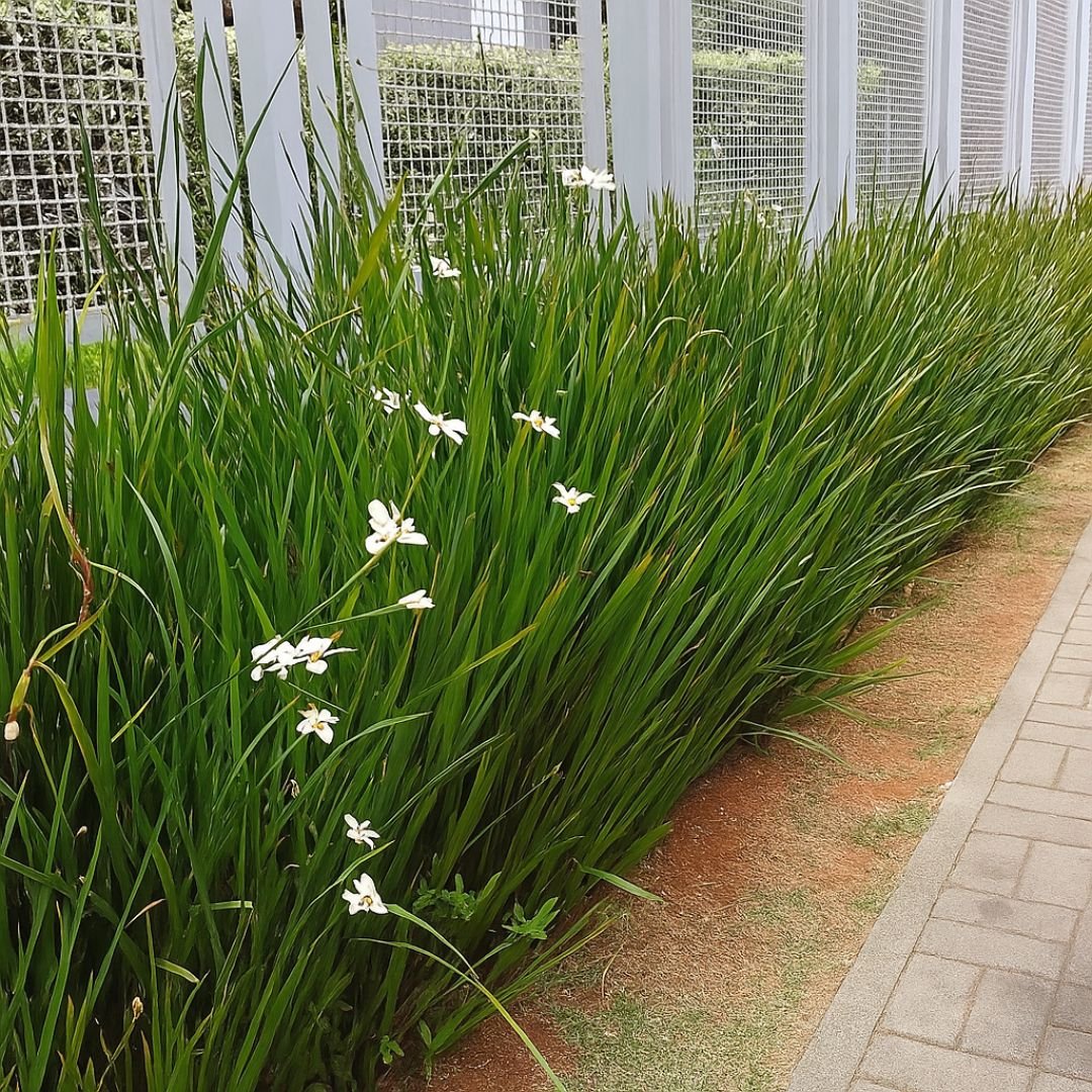 planta de moreia decorativa para jardim