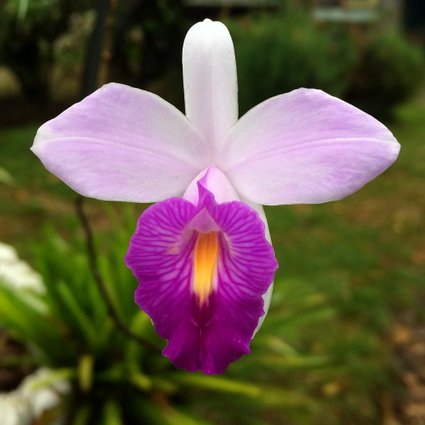 Orquídea da Terra
