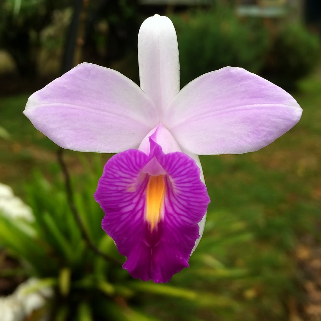 muda de arundina com florada prolongada