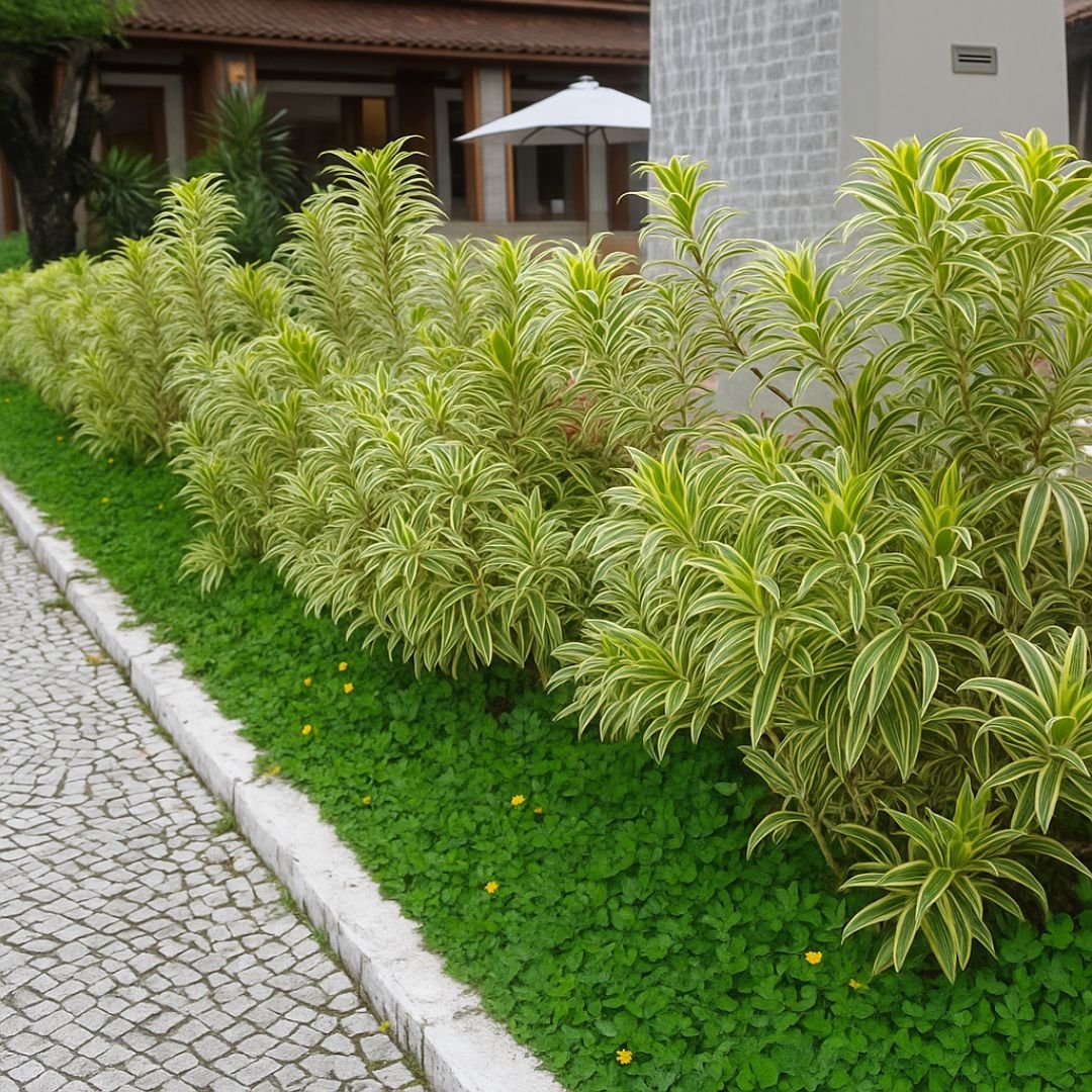 pleomelia ideal para quintal com baixa manutenção