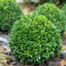 Pé de Buxus