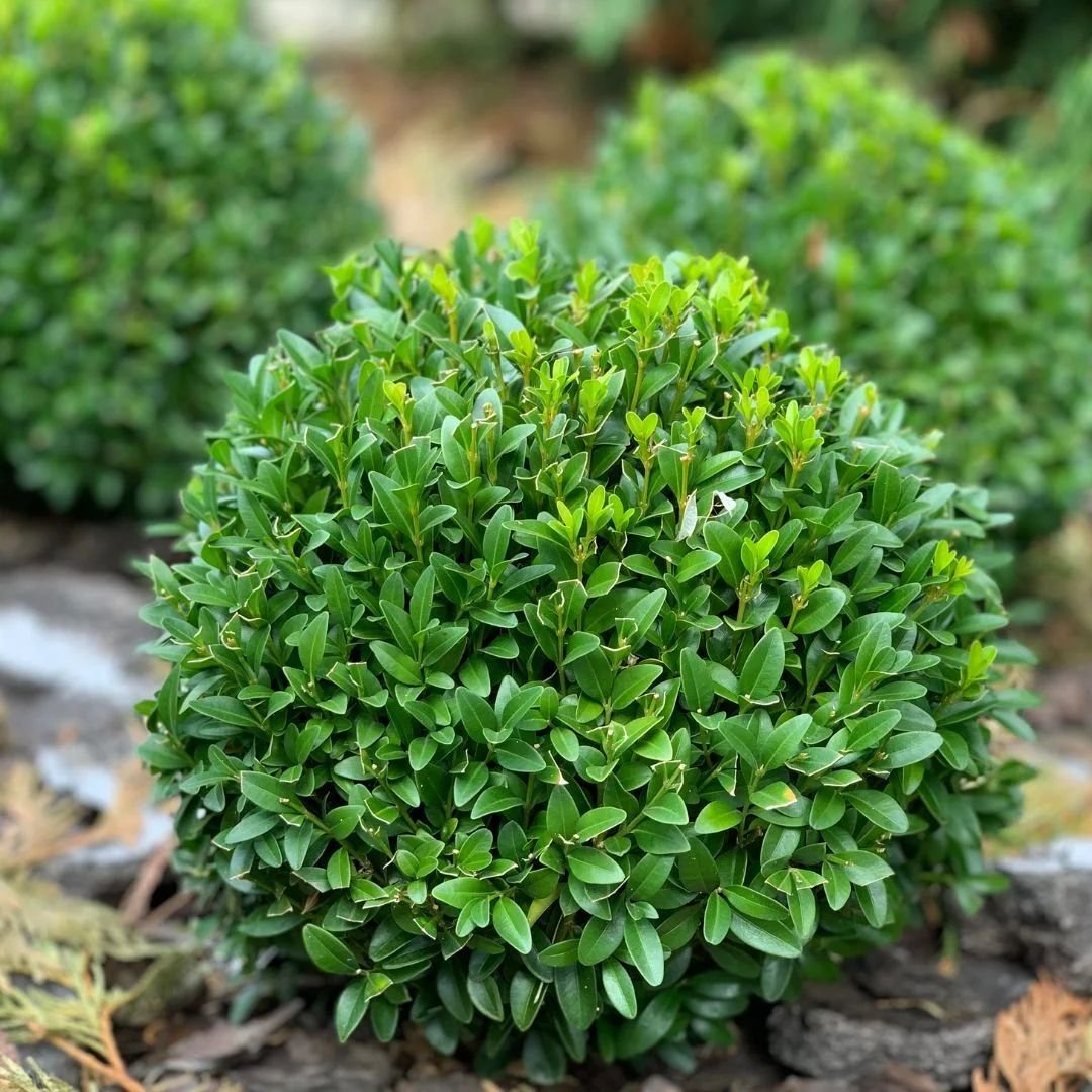 Muda de Buxus para cerca viva muda de buxus ideal para cerca viva