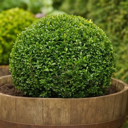 Muda de Buxus