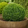 Muda de Buxus