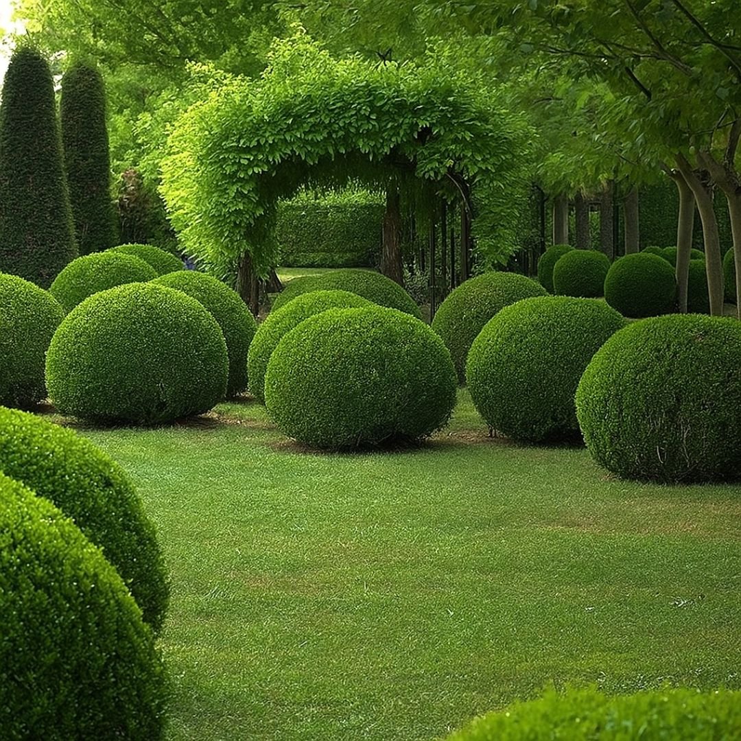 Buxus em vaso decorativo pé de buxus cultivado em vaso decorativo