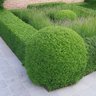 Pé de Buxus
