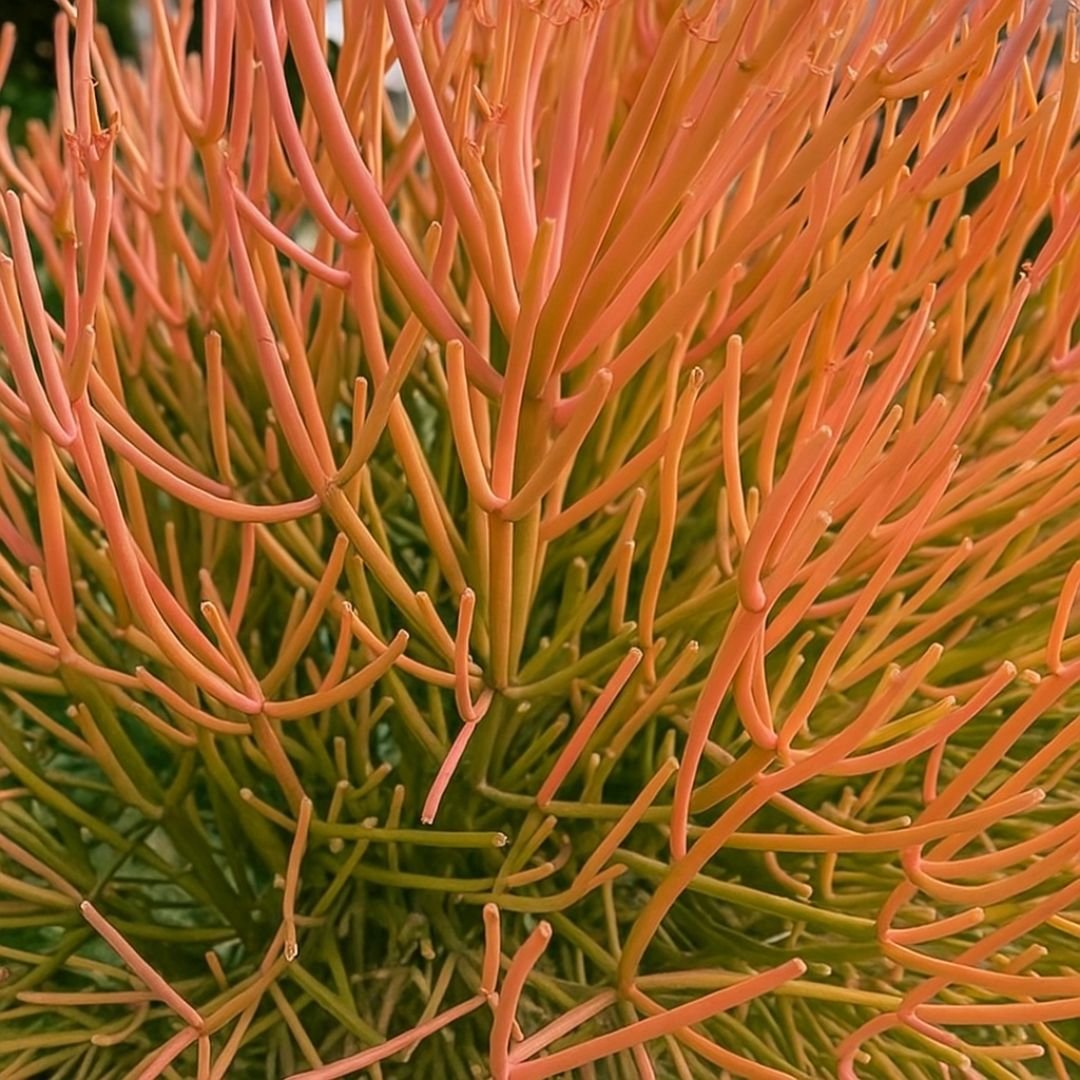 Palito de Fogo em paisagismo contemporâneo palito de fogo ideal para jardim moderno