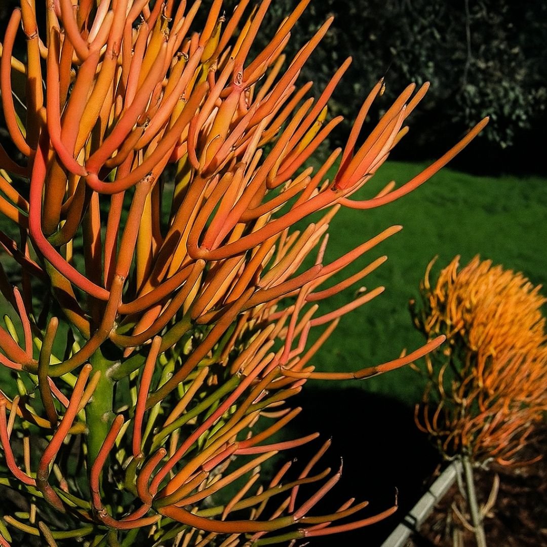 Palito de Fogo em vaso para jardim avelóz em vaso decorativo no jardim