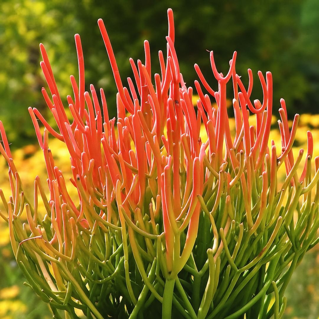 muda de palito de fogo com coloração vibrante